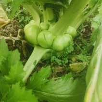优质榨菜