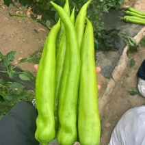 大果尖椒苗辣椒苗黄皮尖椒绿皮尖椒苗高产抗病