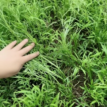 东沟自家种的芦蒿