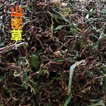 野生山蜜草1公斤花蜜茶甜凉草中药材冰糖草百花草