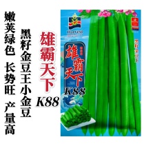雄霸天下小金豆种子无筋架豆四季豆种子黑籽小金豆角种籽抗病