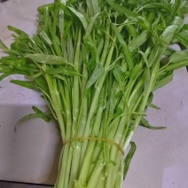 反季空心菜