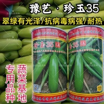 珍玉35西葫芦种子油绿翠绿耐热抗病毒露地大棚油葫芦春夏秋