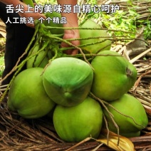 椰子批发产地直销大量现货一手货源价格漂亮有售