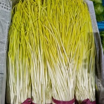 山东济宁头茬蒜黄