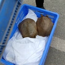 生态甲鱼