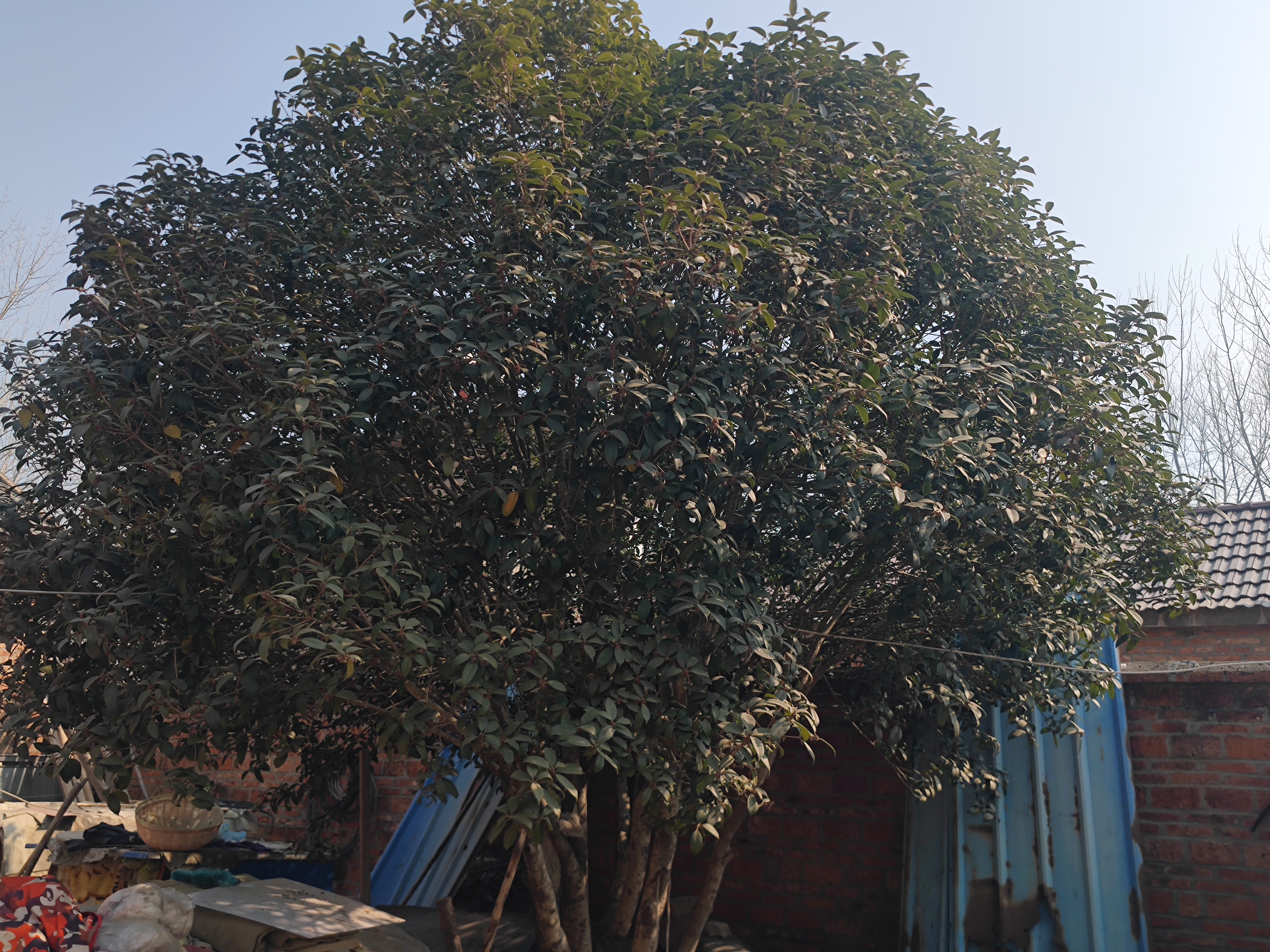 八角整株植物特写