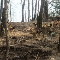 跑山纯粮土鸡三黄鸡农家养殖量大价优保质保量