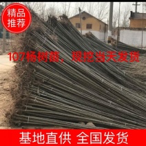 107速生杨，无絮杨，扦插段，基地直供。