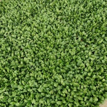 油麦菜苗根系发达成活率高菜形漂亮易管理