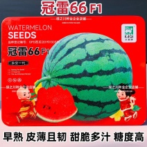 冠雷66西瓜种子早熟糖度高甜脆多汁西瓜种籽皮薄韧蜡粉浓
