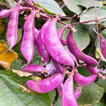 万帮红霞早熟扁豆种子结荚多耐老豆角眉豆种籽农家庭院春季蔬