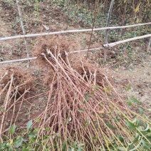 蜂糖李，一年苗，两年苗，正宗贵州六马蜂糖李