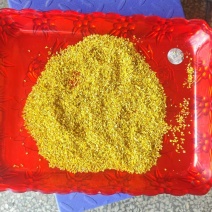 桂林全州县绍水镇锋哥各种种品种干桂花