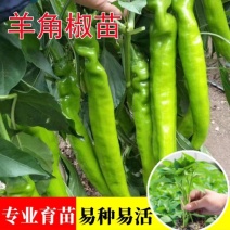【实力商家】羊角椒苗带土发货易成活产量高根系发达