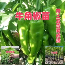 精品牛角椒苗大果高产【辣椒苗】成活率高耐寒抗病毒强
