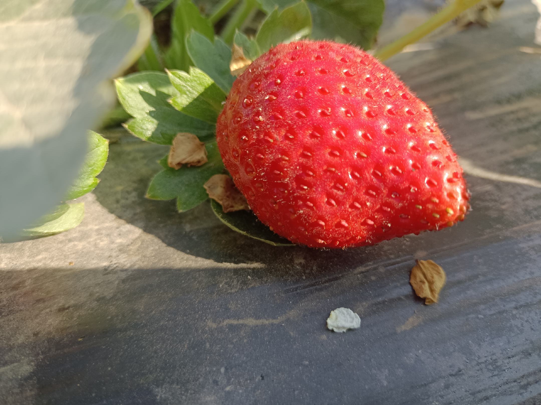 一颗成熟的奶油草莓特写,果实呈鲜艳的红色,表面光滑有光泽,顶部带有绿色萼片,背景为浅色木纹桌面,光线柔和自然 奶油草莓特写