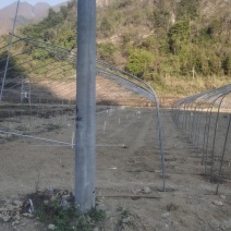大量菜心增城迟菜