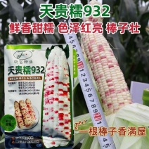 天贵糯932超甜彩糯玉米种子高产国审大棒彩甜糯玉米种籽鲜