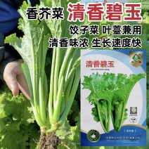 中蔬清香碧玉香芥菜种子饺子菜种籽春秋特色四季阳台蔬菜