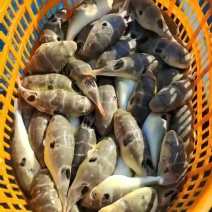 河豚（暗纹）