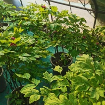 年宵花牡丹