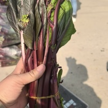 红菜苔