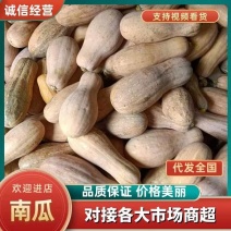 四川【精品】嫩南瓜老南瓜软糯香甜一手货源对接全图