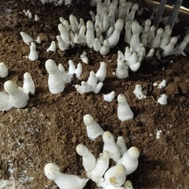 鸡腿菇千口基地