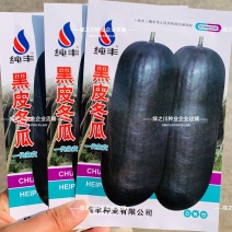 杂交一代黑皮冬瓜种子皮色墨绿大果丰产冬瓜种子庭院大田蔬菜