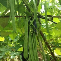 绿箭扁豆种子高产早熟宽芸豆超宽油豆种子蔬菜