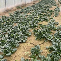 新鲜温室黑木耳菠菜