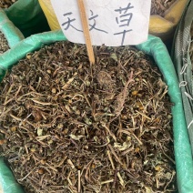 天文草1公斤中药材金纽扣山天文草雨伞草黄花苦草干货