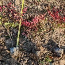 南天竹营养杯南天竹南天竹容器苗陕西南天竹种植基地