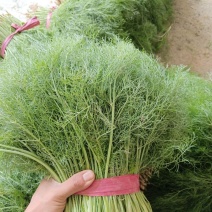 多宝茴香割茬茴香种子浓香型春夏秋播蔬菜种子耐寒耐热