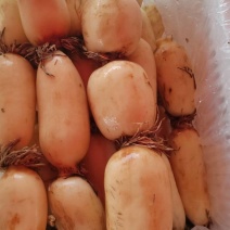 精品白莲藕大量有货，一手货源产地直发保质保需要联系我