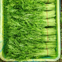 精品高杆茼蒿嫩绿专业扎把市场商超通用