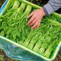 过年福利大**，江苏精品茼蒿市场商超电商食堂货精品