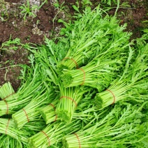 精品货高杆茼蒿江苏南通供货市场商超电商过年福利