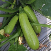 绿虎2号西葫芦种子油绿皮高产早中熟耐热性强占瓜种抗病蔬菜