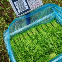 江苏专业茼蒿种植专业扎把精品茼蒿市场商超标准