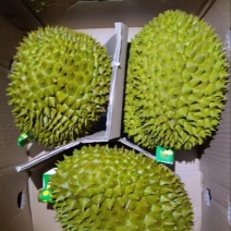 泰国金枕头榴莲产地直销一手货源
