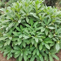 结香结香球陕西结香球种植批发基地