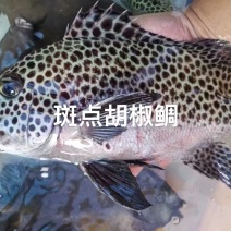 西沙西沙海鱼放血~胡椒鲷~红笛鲷~粉衣鱼青衣鱼红衣鱼青斑