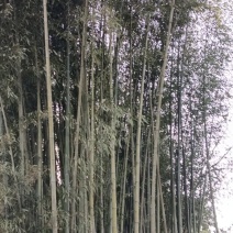 梁平斑竹