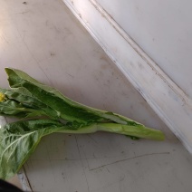 湖北江夏基地大觉白菜苔！要的客商预订！