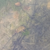 蟾蜍卵接受预定（不发货）