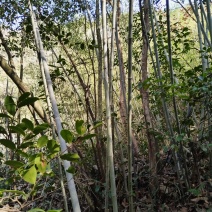 山竹，筋竹瓜果蔬菜架