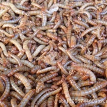 黄粉虫