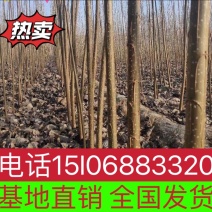 107速生杨，107种条，107扦插段，无絮杨树苗。